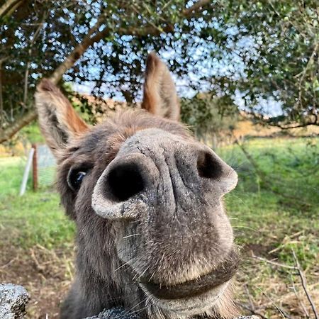 Agriturismo Lu Branu Arzachena Dış mekan fotoğraf