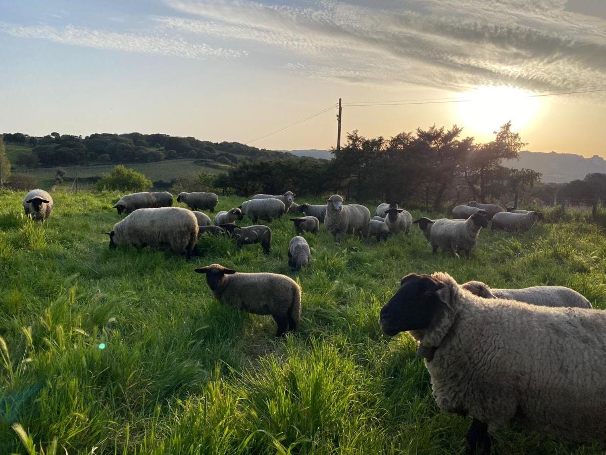 Agriturismo Lu Branu Arzachena Dış mekan fotoğraf