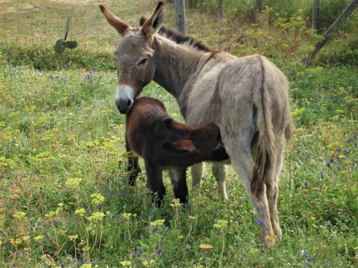 Agriturismo Lu Branu Arzachena Dış mekan fotoğraf