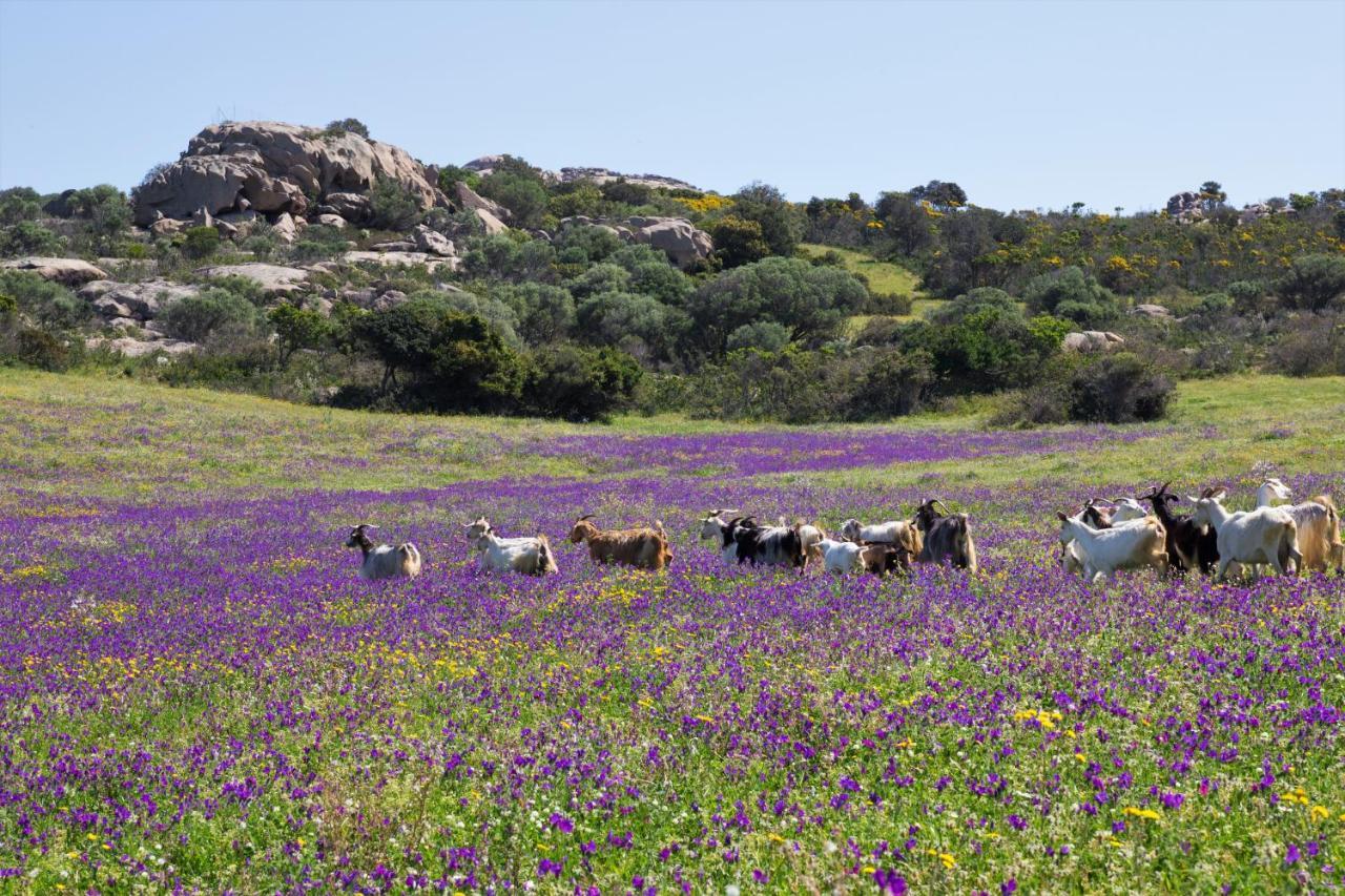 Agriturismo Lu Branu Arzachena Dış mekan fotoğraf