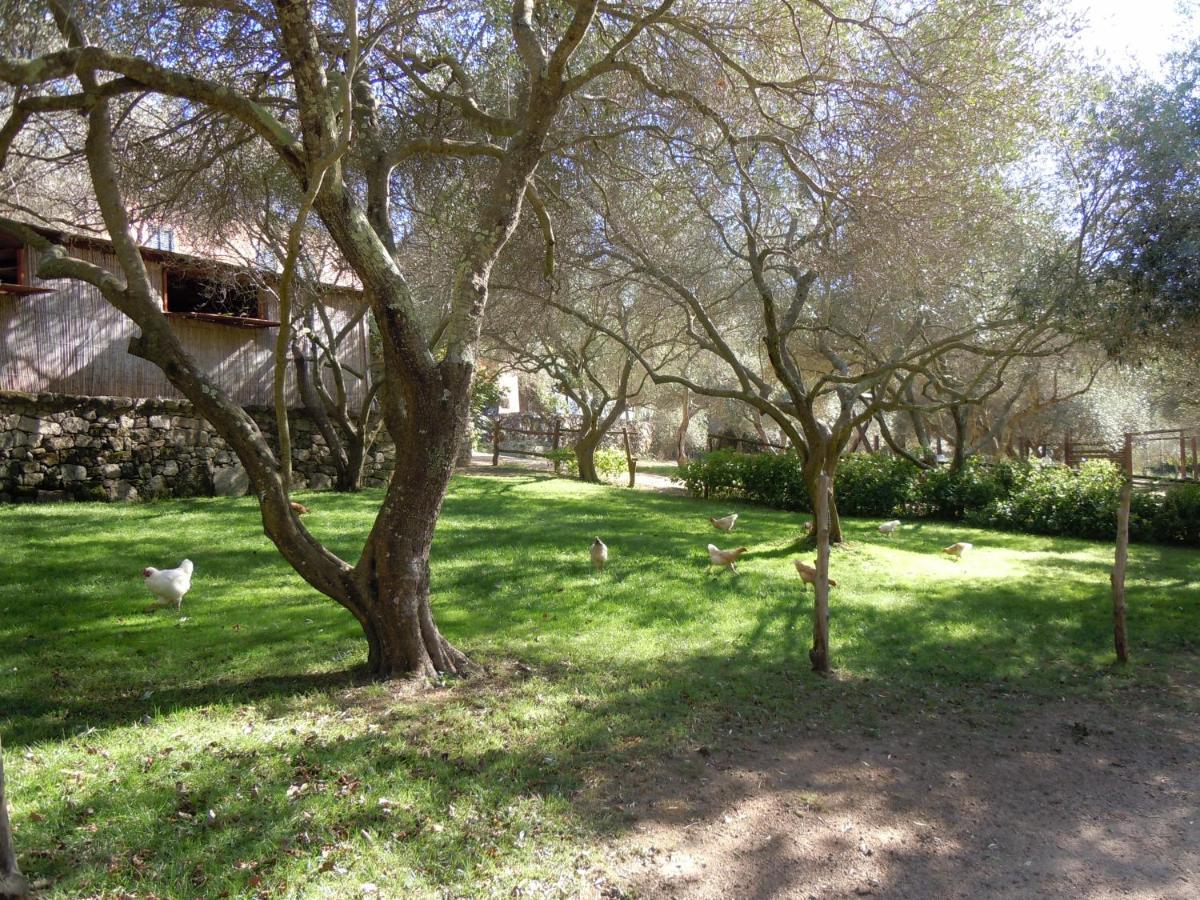 Agriturismo Lu Branu Arzachena Dış mekan fotoğraf